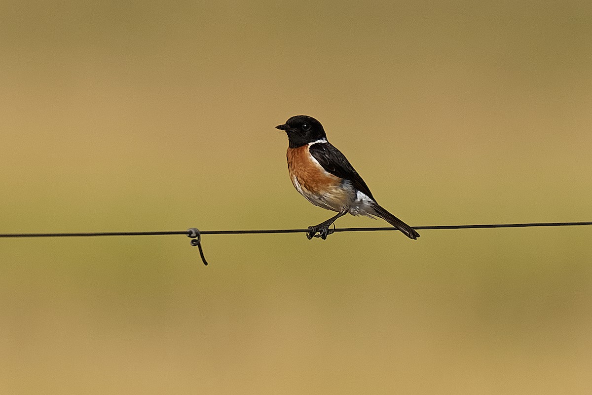 African Stonechat - ML646710940