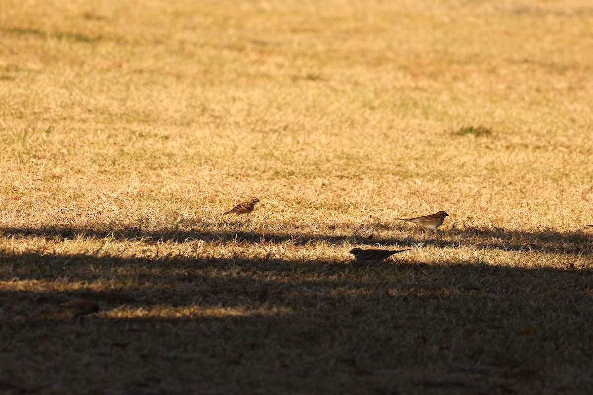 Прерийная овсянка - ML646710941