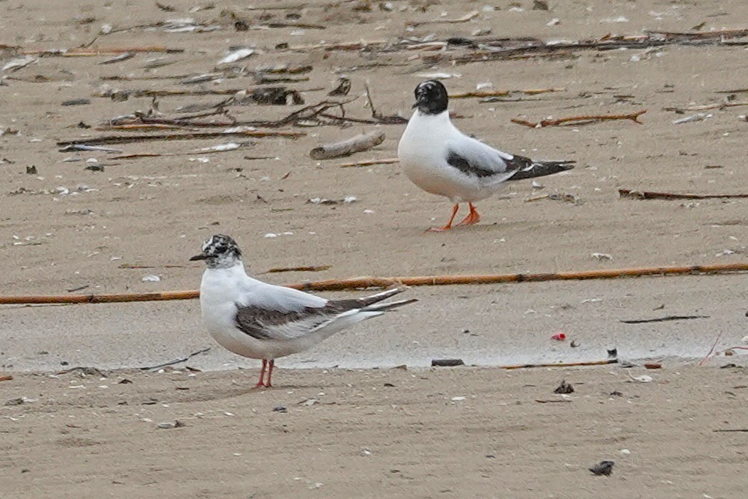 Little Gull - ML646710943