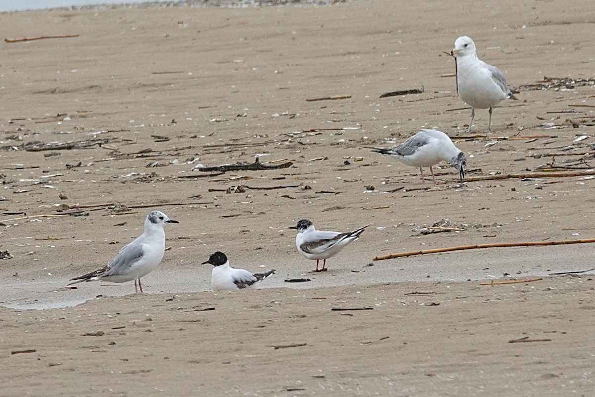 Little Gull - ML646710944