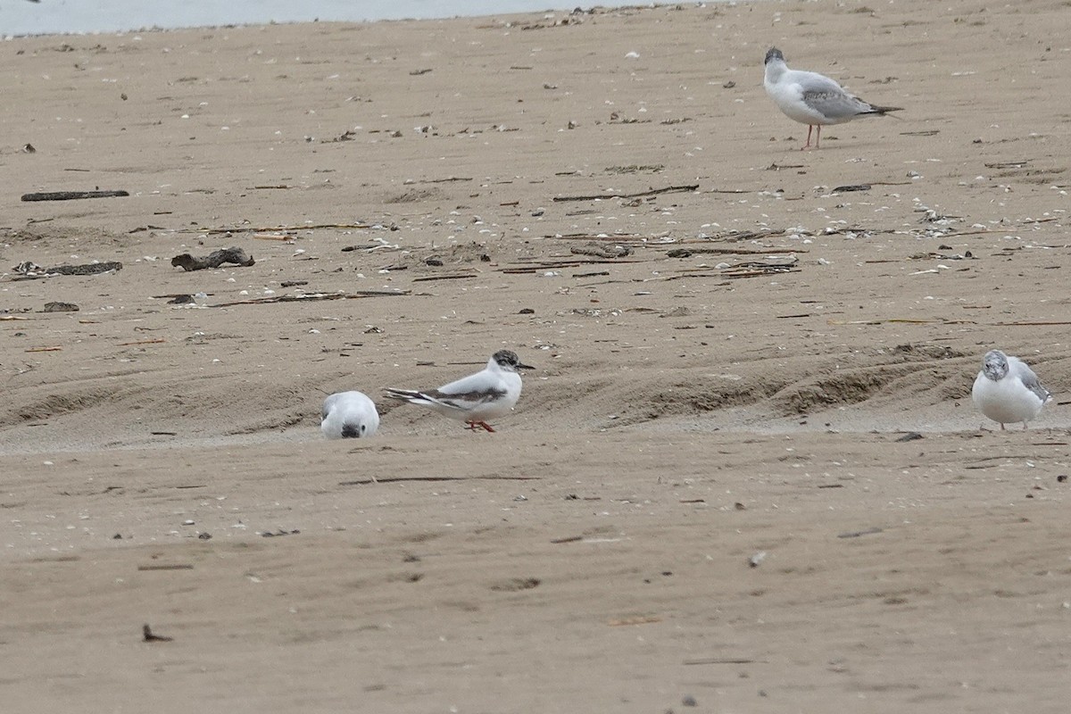 Little Gull - ML646710945
