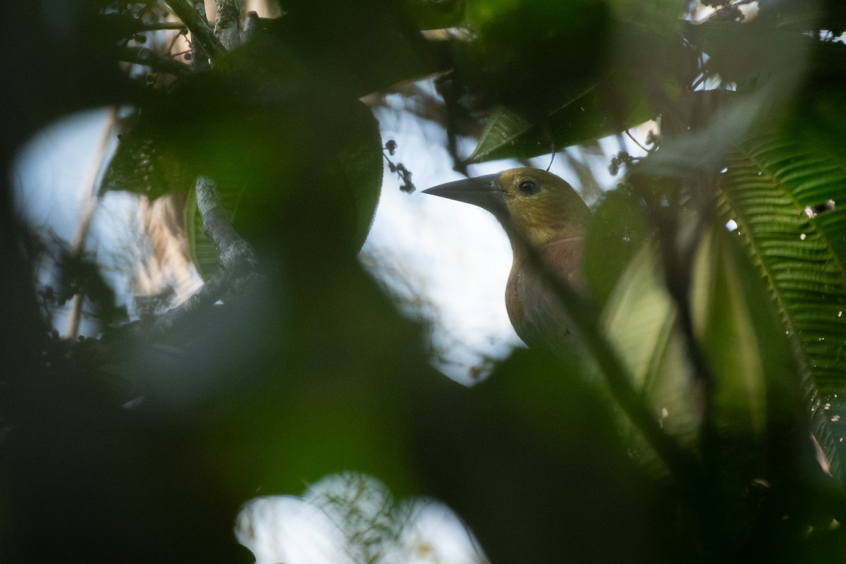 Russet-backed Oropendola - ML646710946