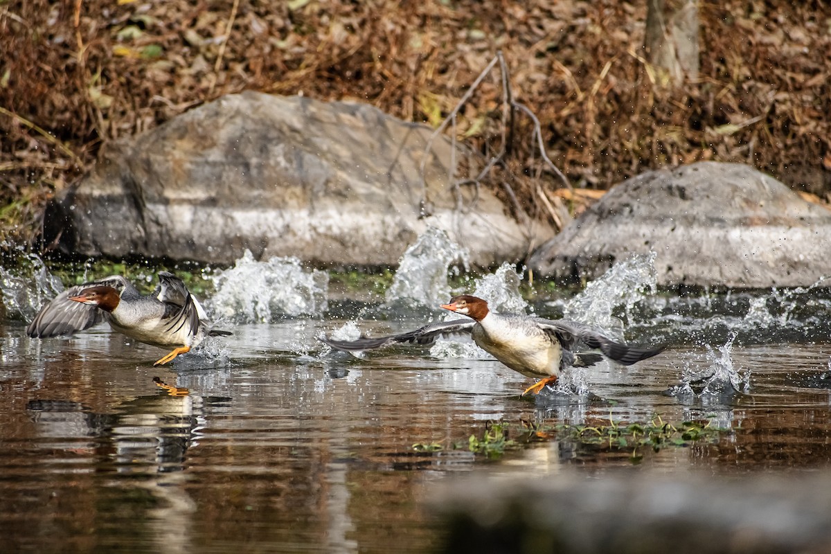 Common Merganser - ML646710947