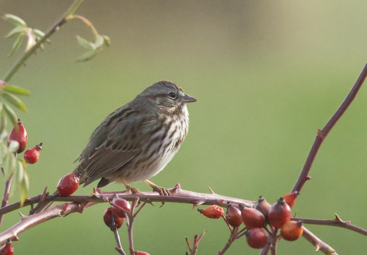 Song Sparrow - ML646710953
