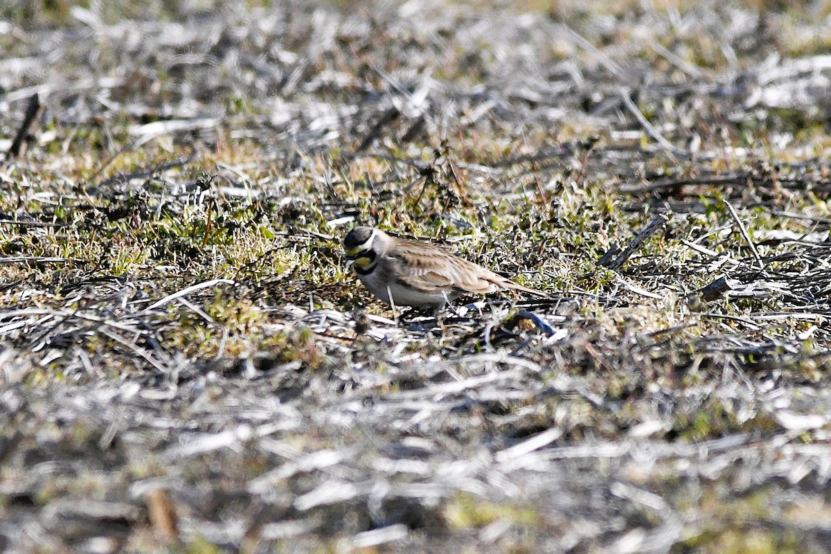 Kulaklı Toygar - ML646710954