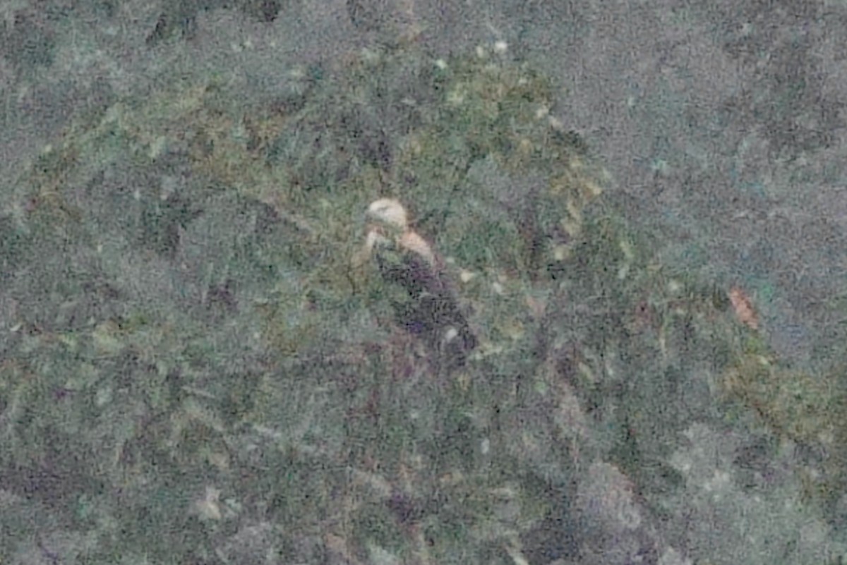 Pallas's Fish-Eagle - ML646710957