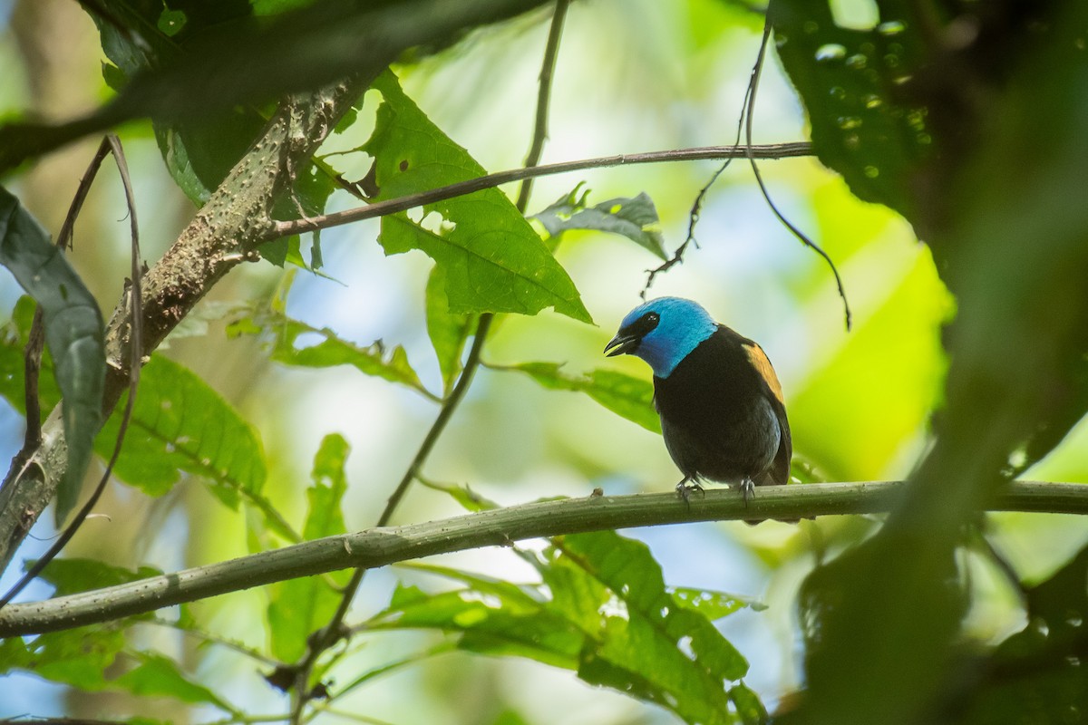 Blue-necked Tanager - ML646710958