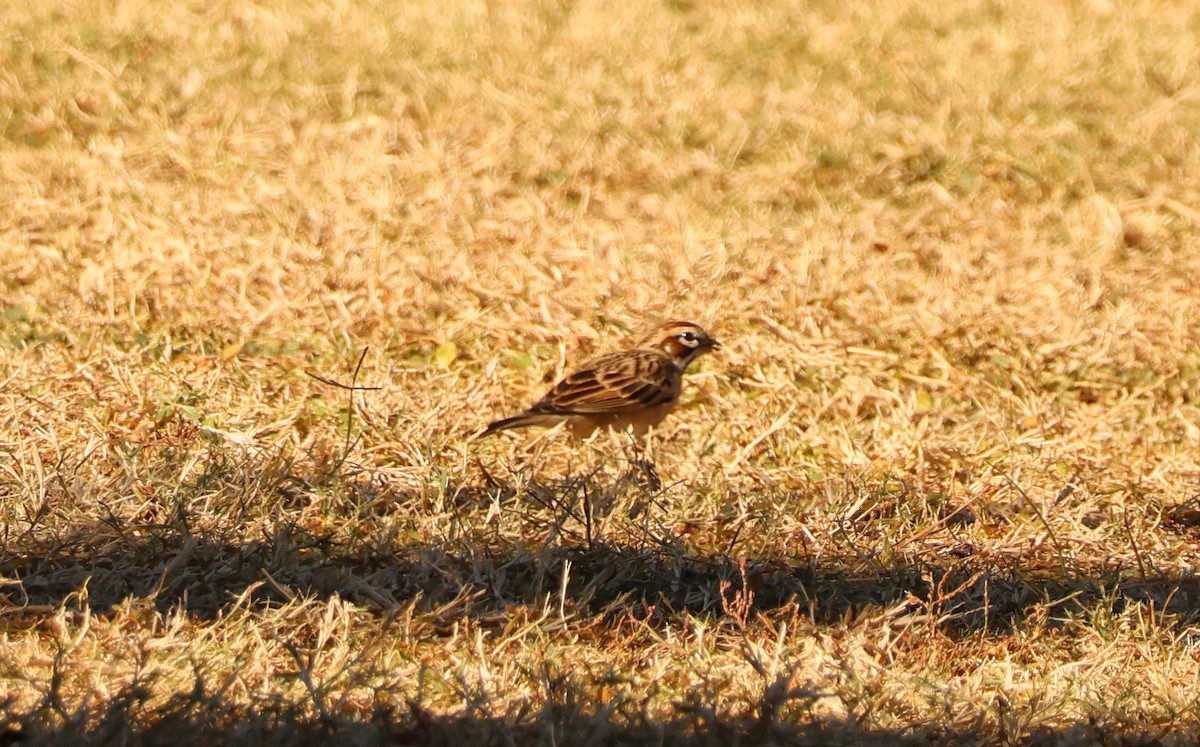 Прерийная овсянка - ML646710959