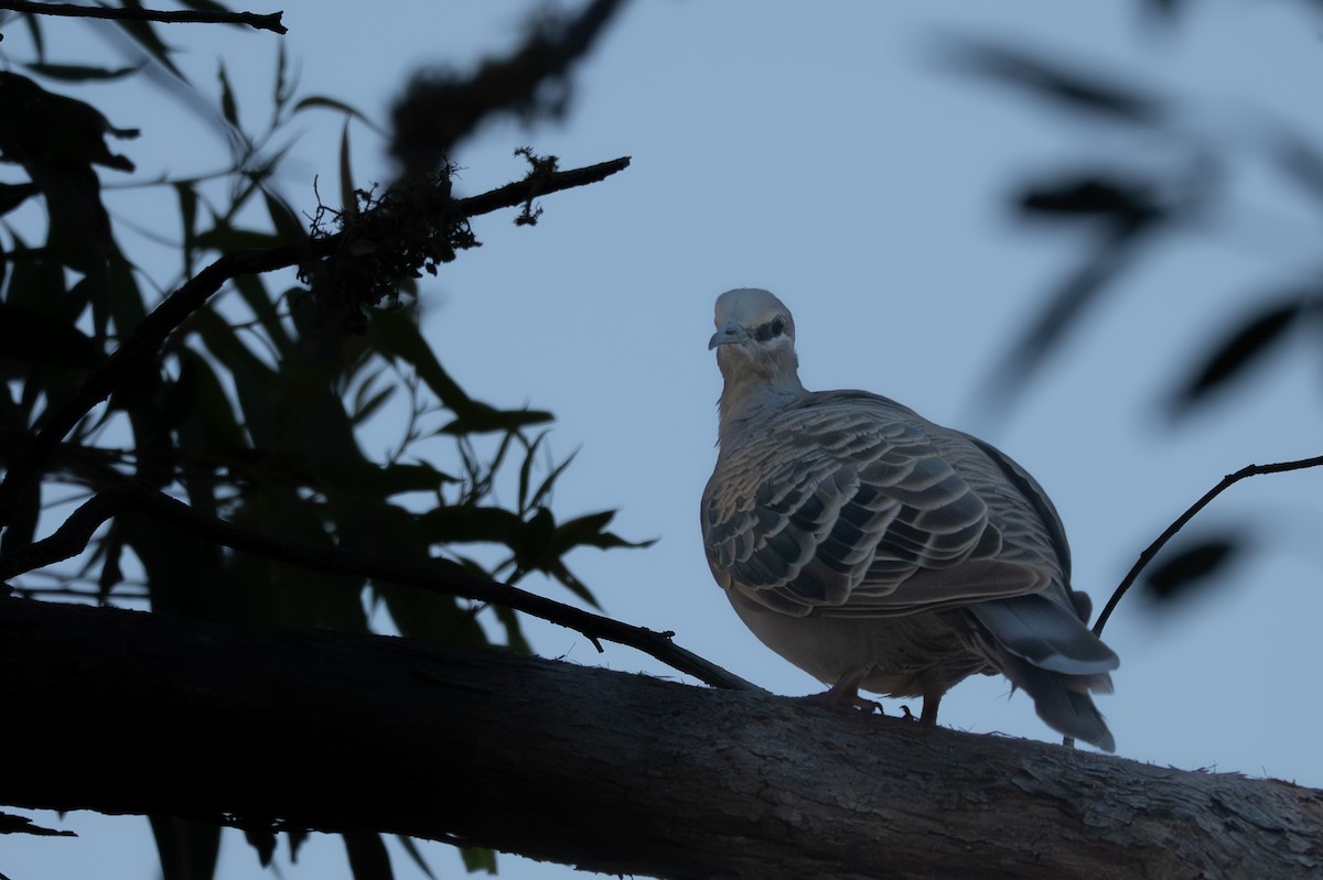 Common Bronzewing - ML646710960