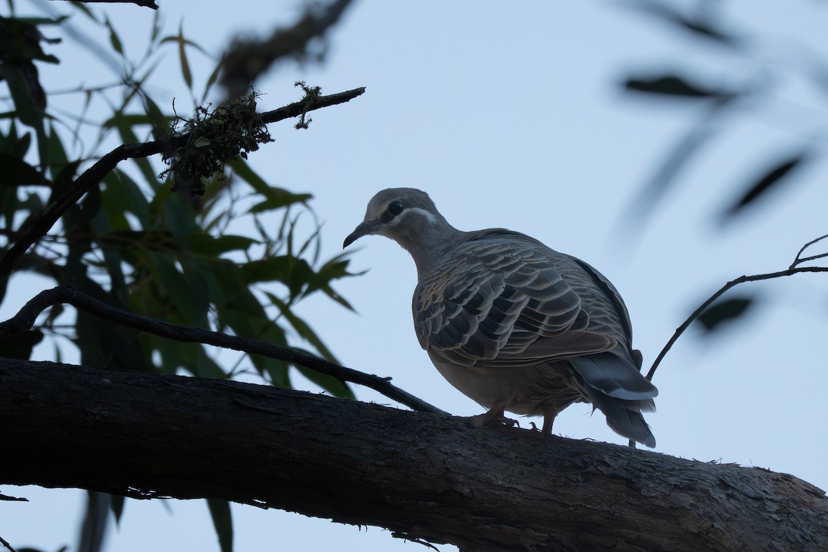 Common Bronzewing - ML646710961