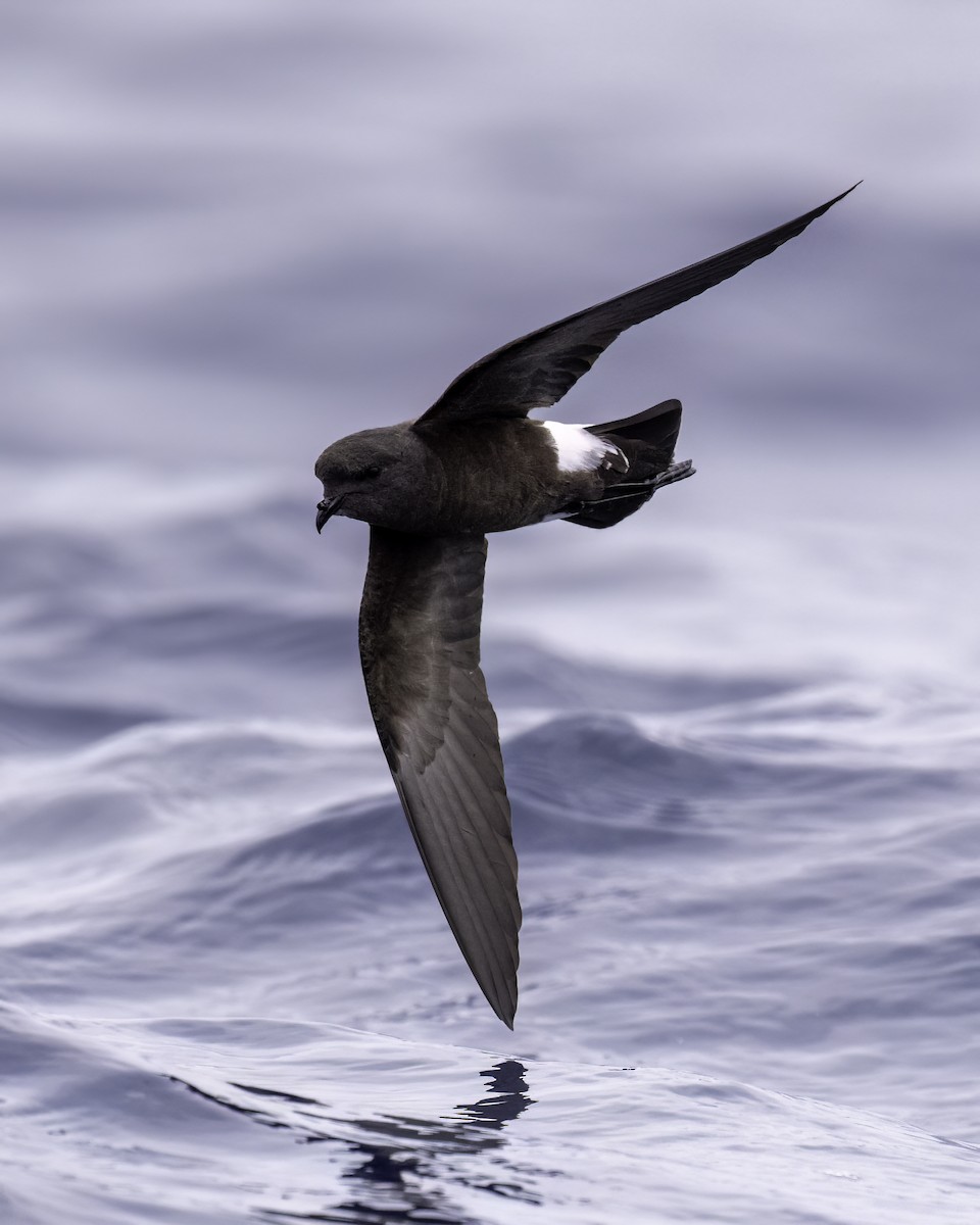 buřníček žlutonohý - ML646710963