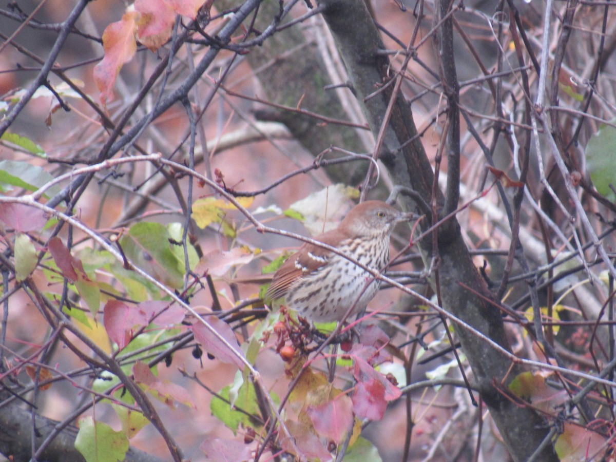 Brown Thrasher - ML646710964