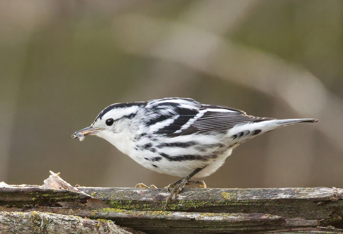 Black-and-white Warbler - ML646710965