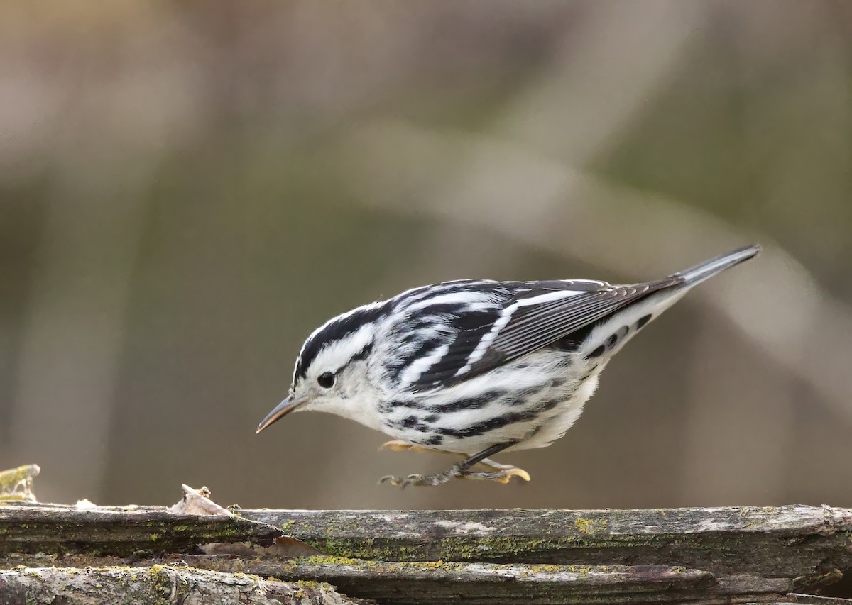 Black-and-white Warbler - ML646710966