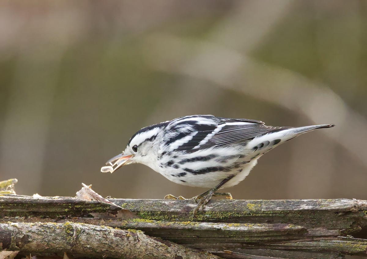 Black-and-white Warbler - ML646710967