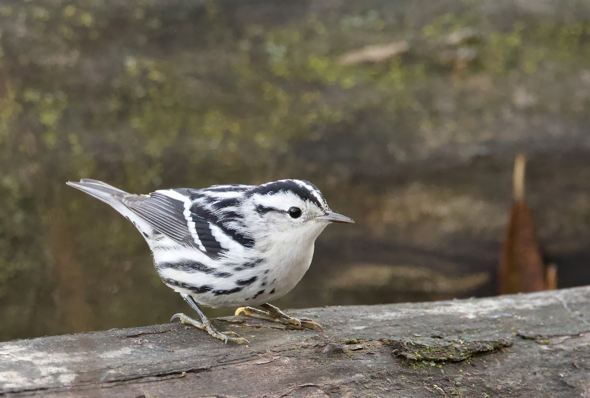 Black-and-white Warbler - ML646710968