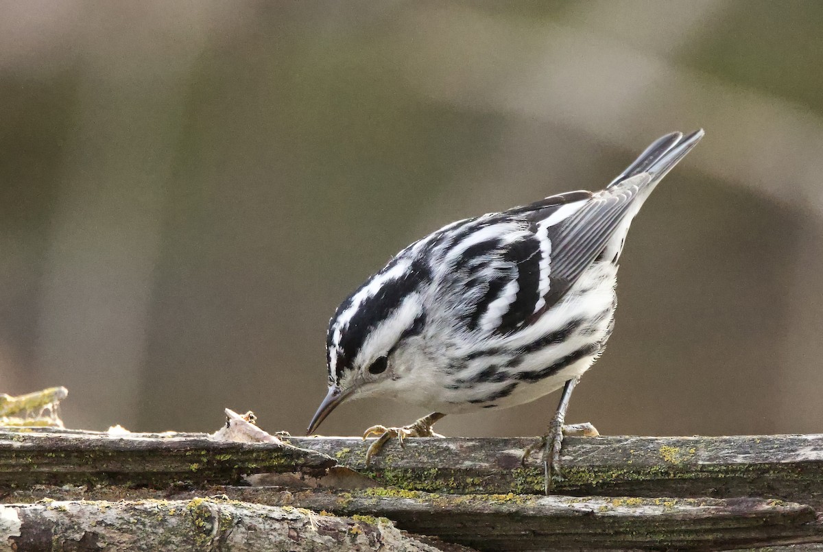 Black-and-white Warbler - ML646710969