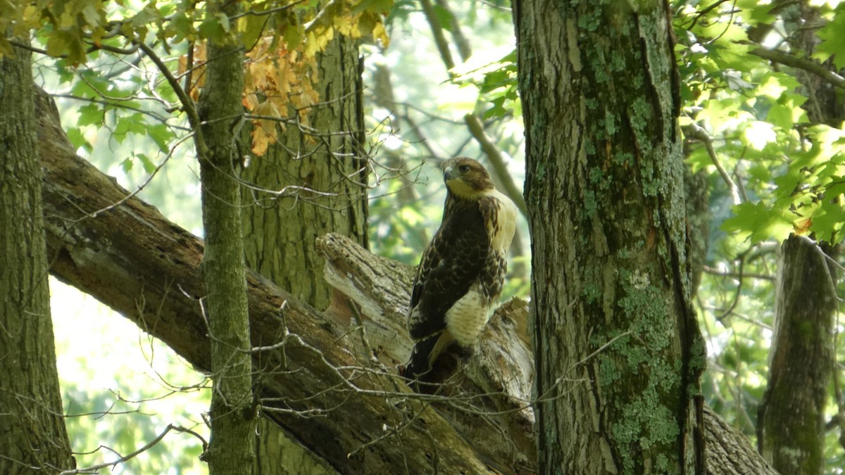 Buse à queue rousse - ML646710970
