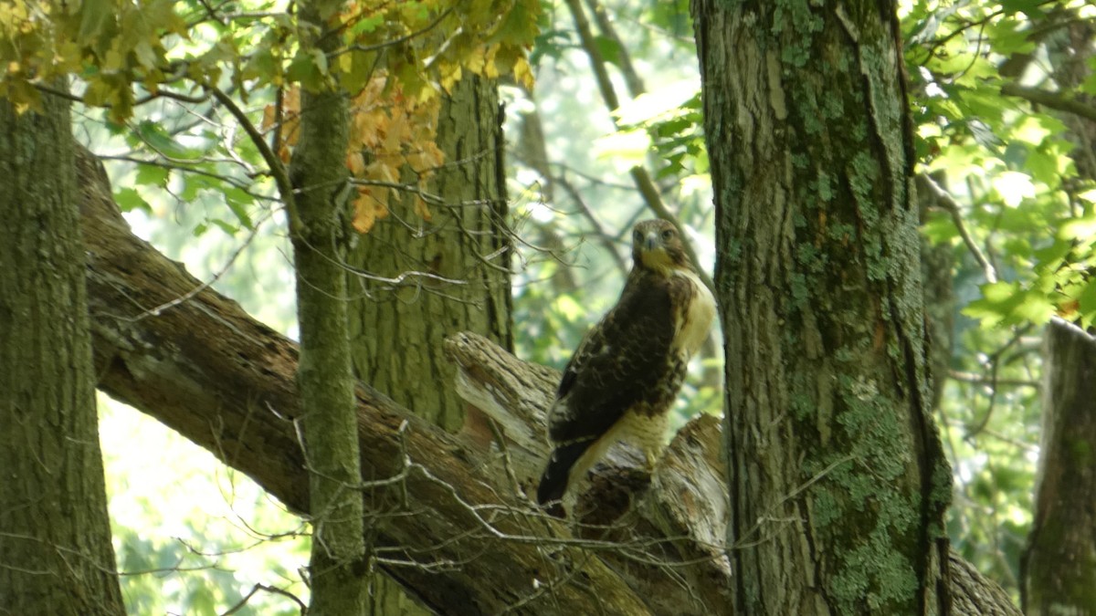 Buse à queue rousse - ML646710971