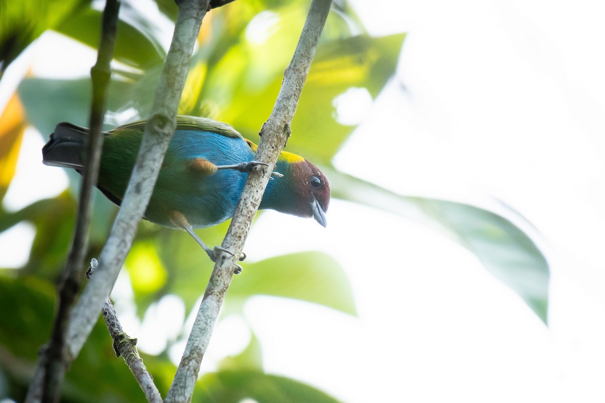 Bay-headed Tanager - ML646710972