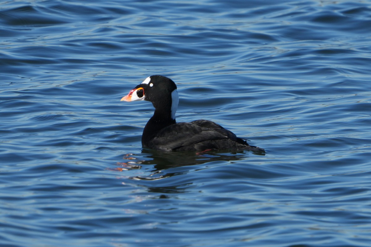 Surf Scoter - ML646710974