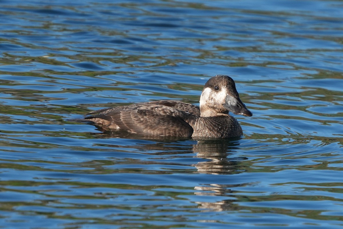 Surf Scoter - ML646710975