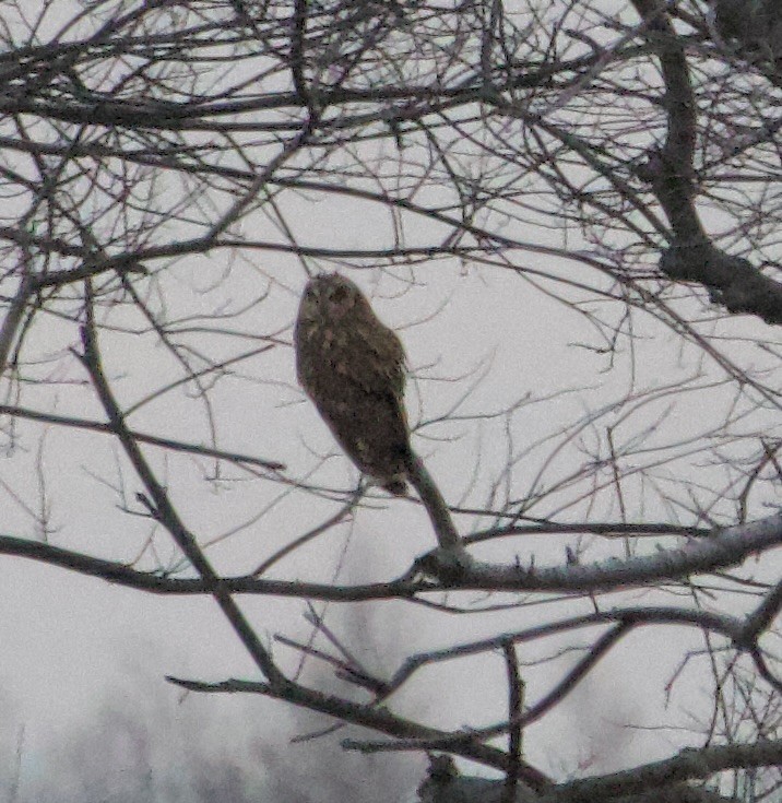 Zingira-hontza - ML646710976