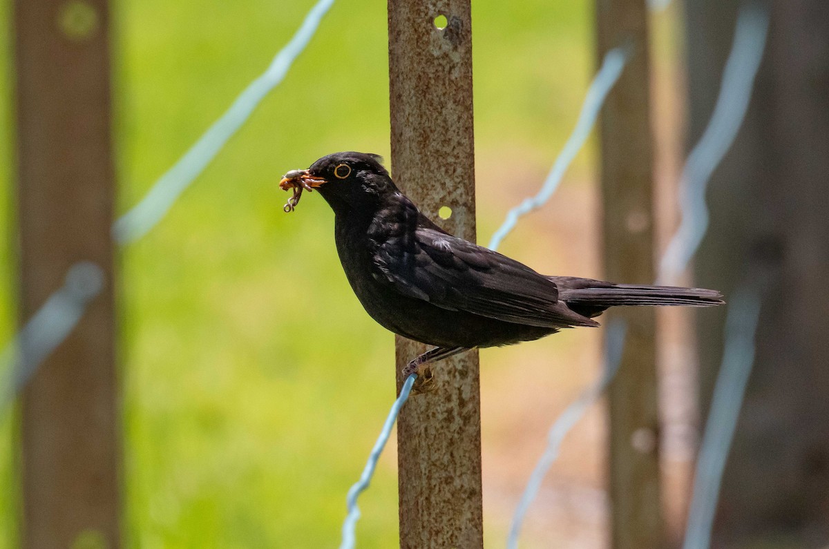 Eurasian Blackbird - ML646710977