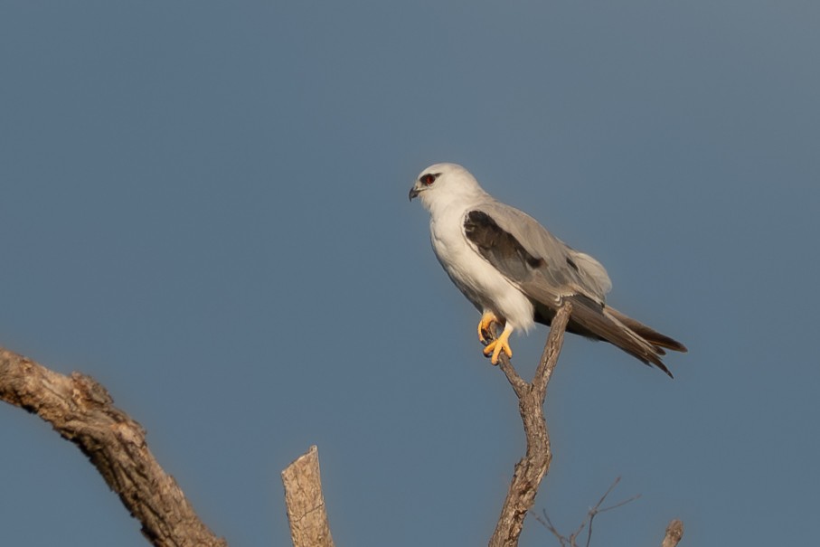 Black-shouldered Kite - ML646710980