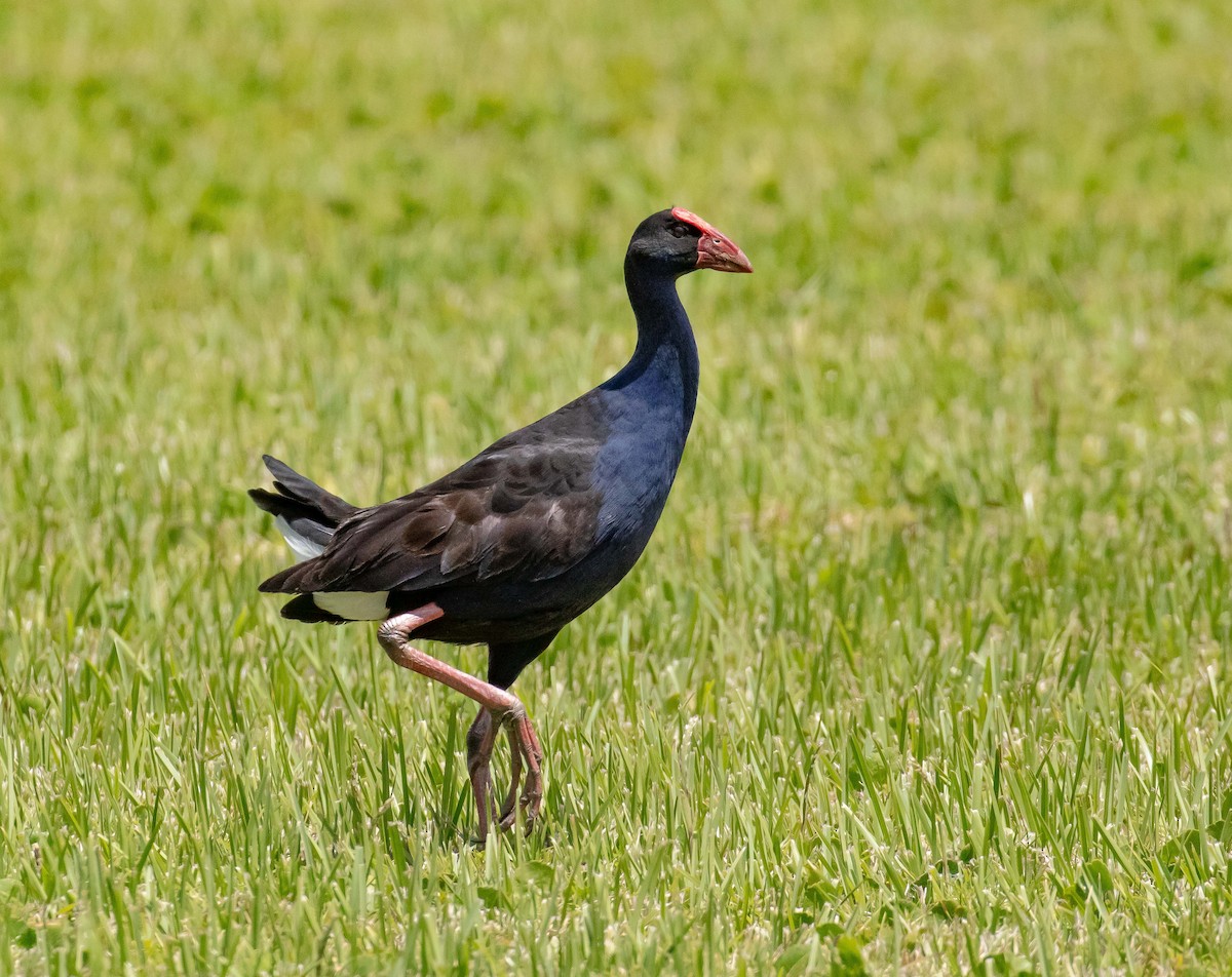 Australasian Swamphen - ML646710982