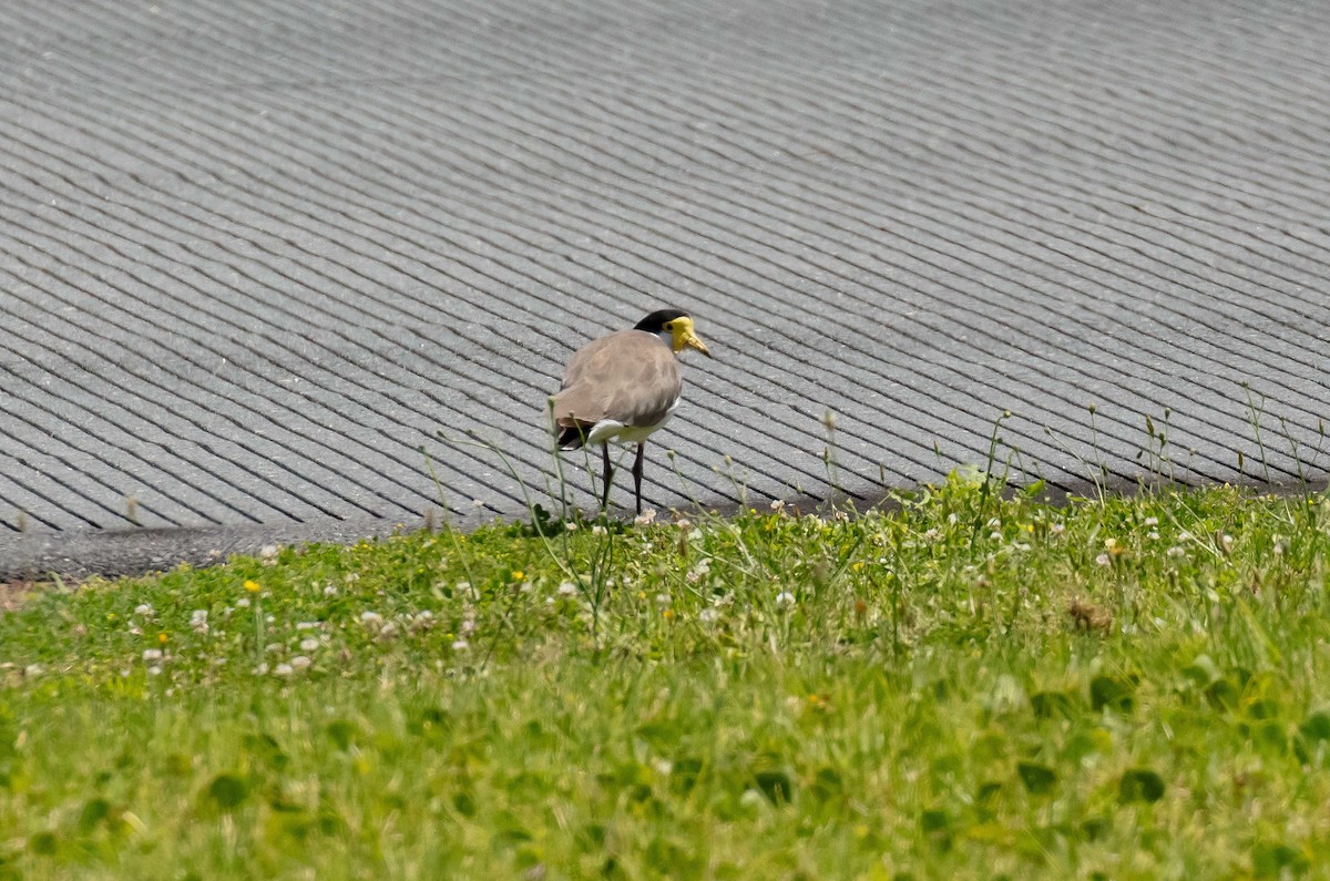 Masked Lapwing - ML646710985