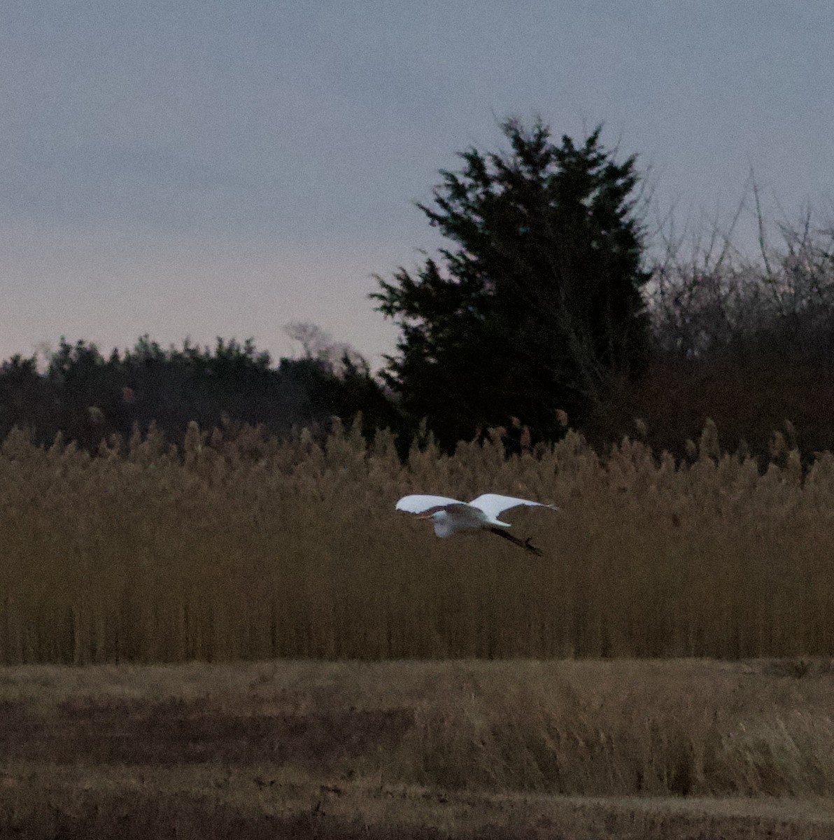 Great Egret - ML646710986