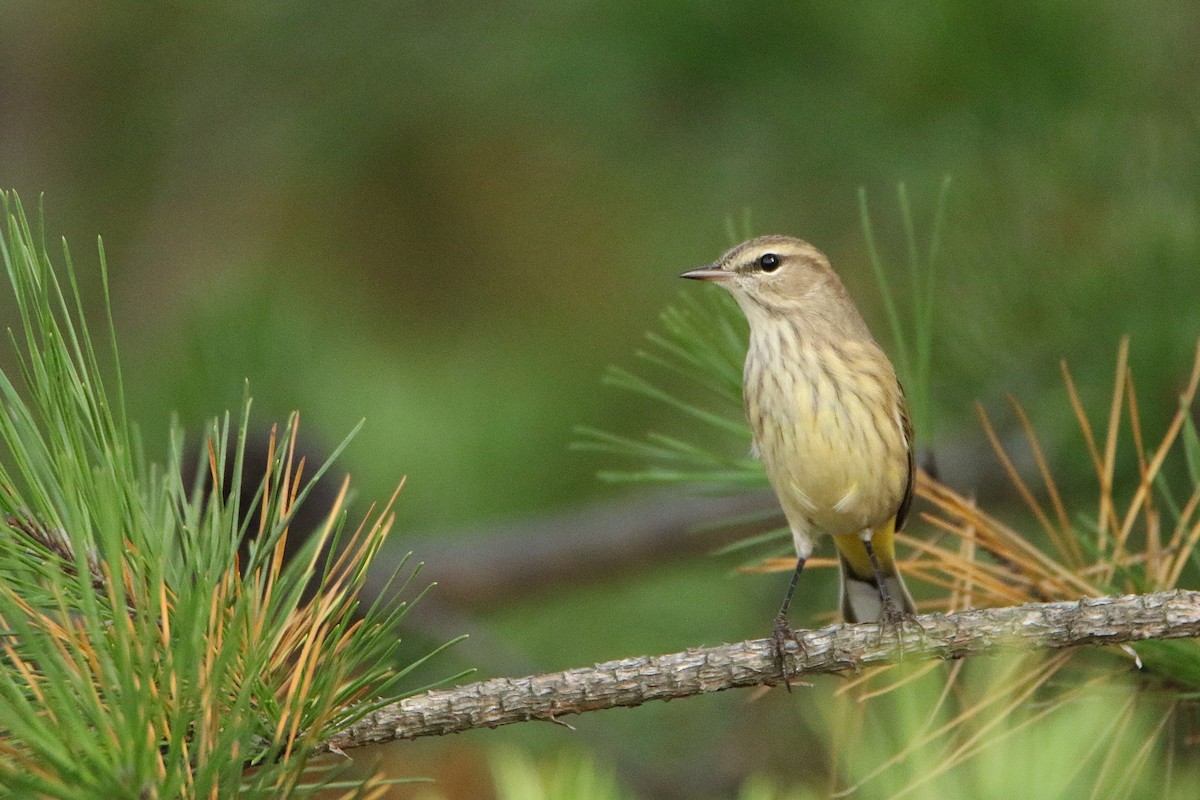 Palm Warbler (Western) - ML646710989