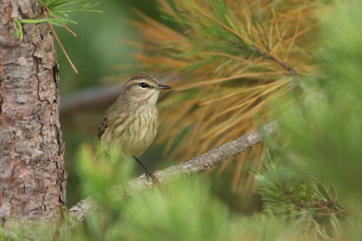 Palm Warbler (Western) - ML646710991
