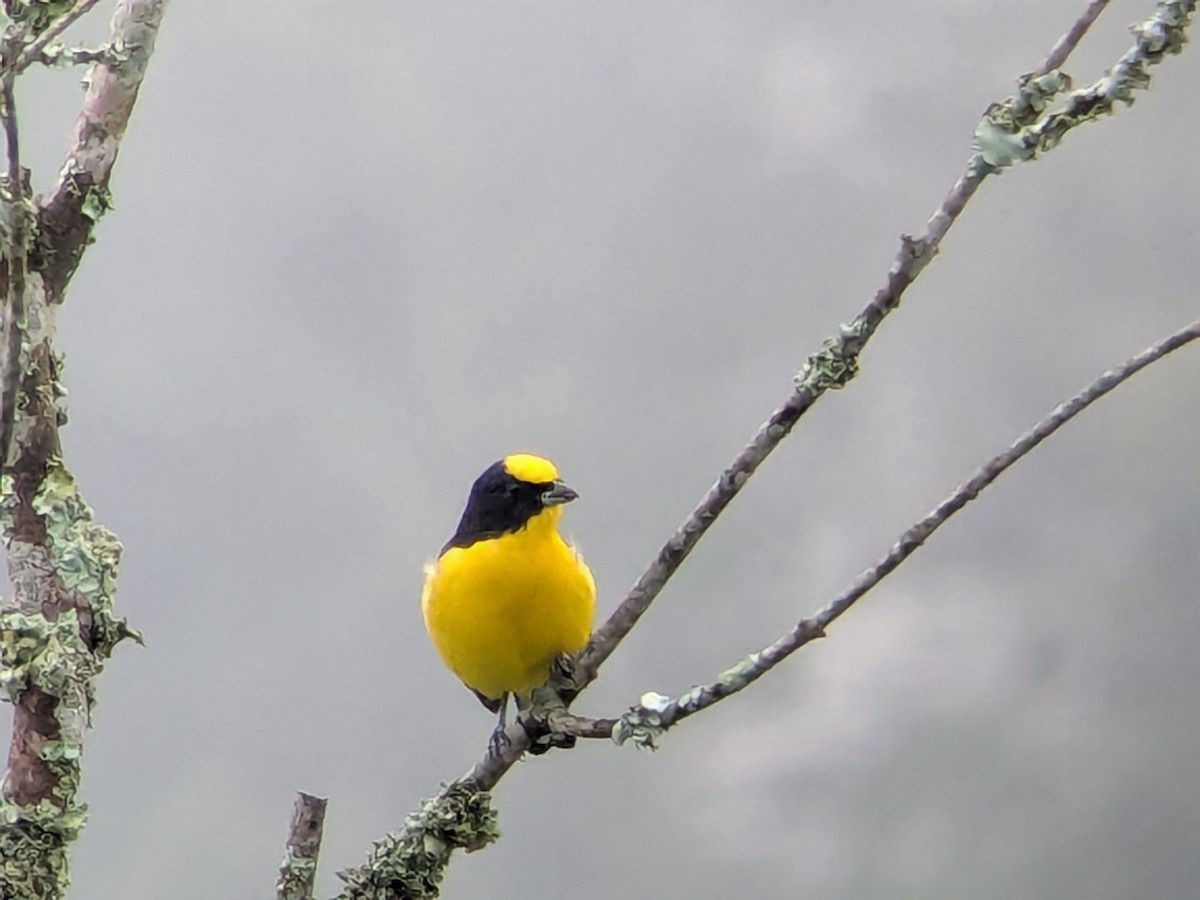 ハシブトスミレフウキンチョウ - ML646710992