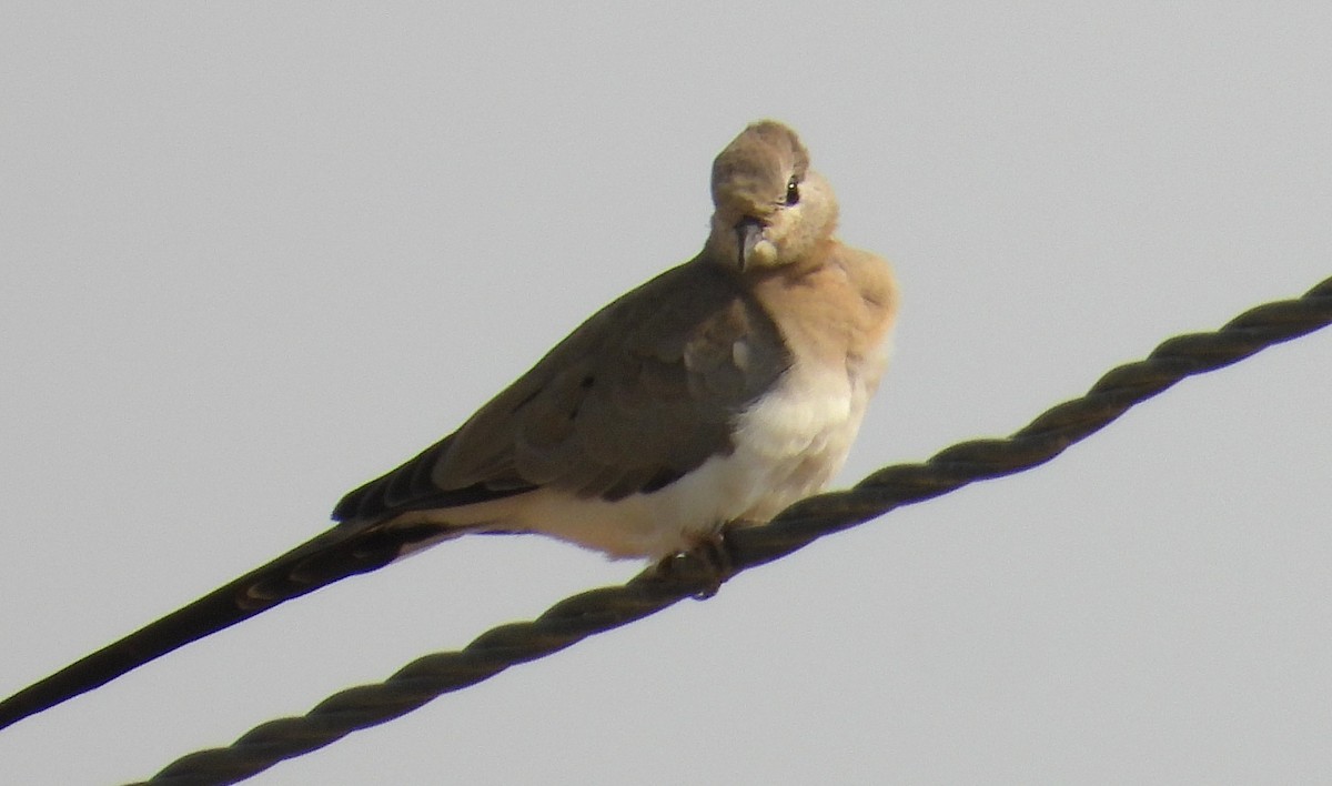 Namaqua Dove - ML646710994