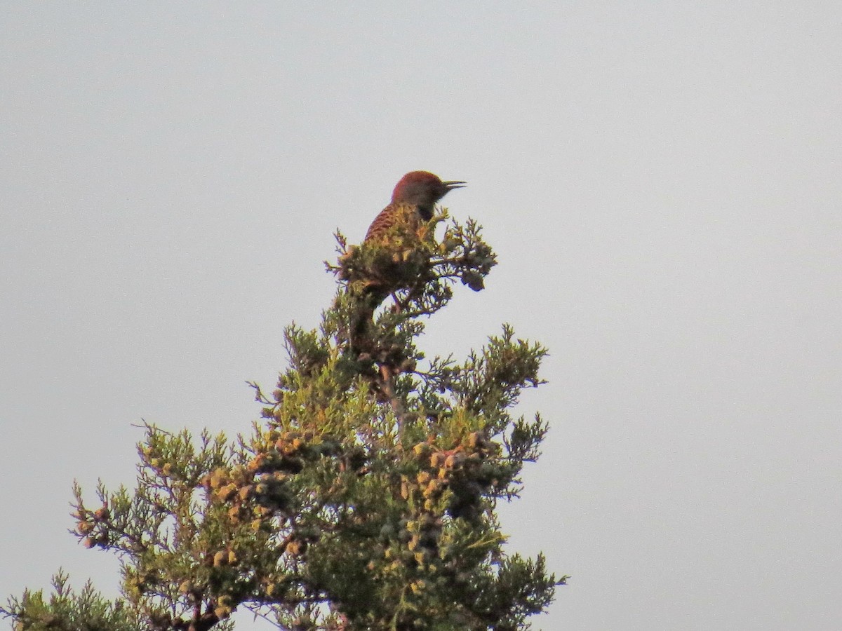 Guatemalan Flicker - ML646711007