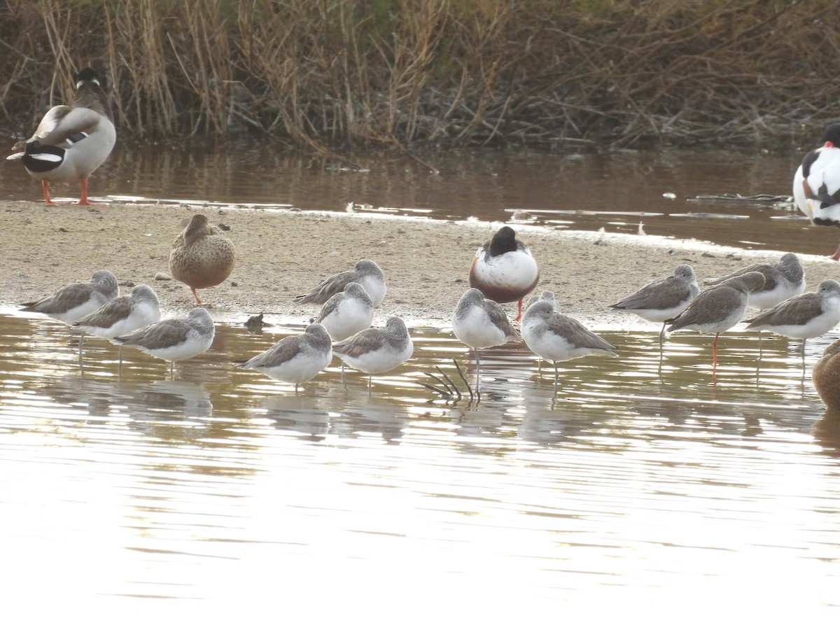 vodouš šedý - ML646711008
