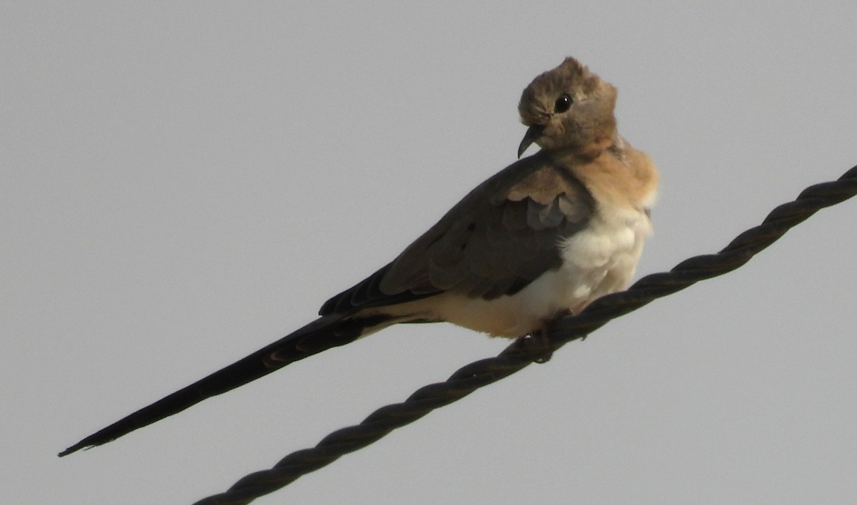 Namaqua Dove - ML646711009