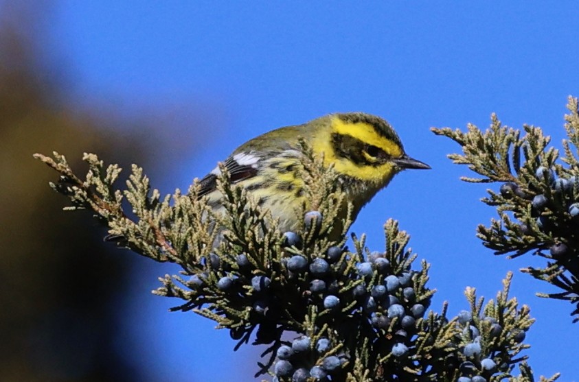 Townsend's Warbler - ML646711010