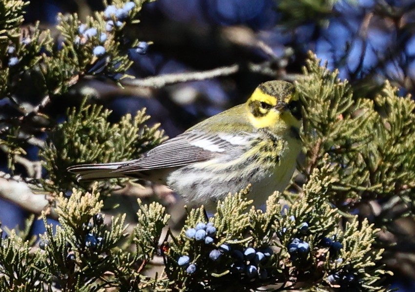 Townsend's Warbler - ML646711011