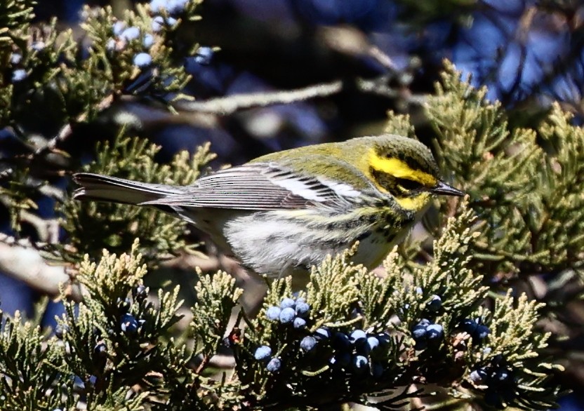 Townsend's Warbler - ML646711012