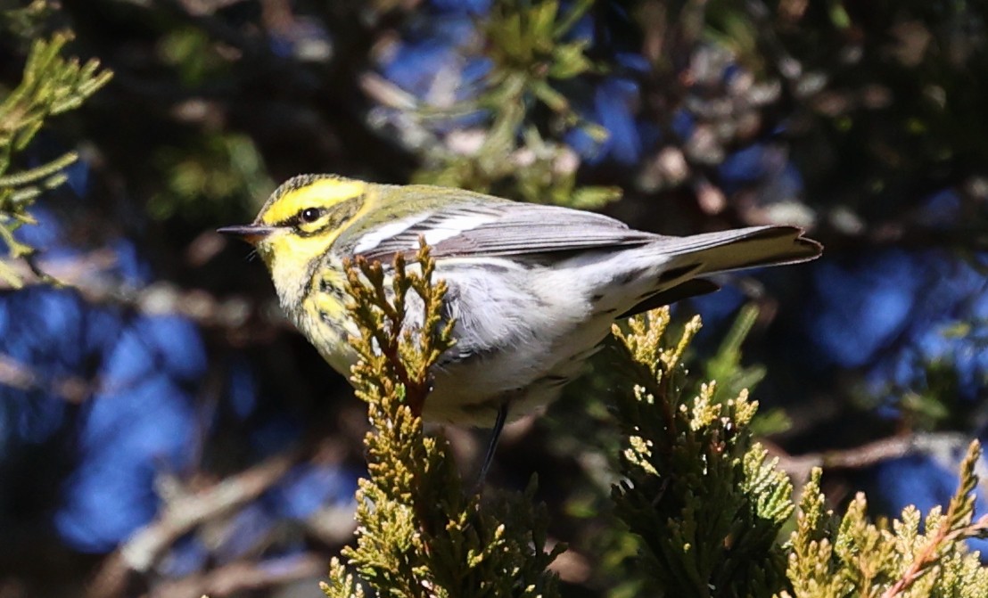 Townsend's Warbler - ML646711013
