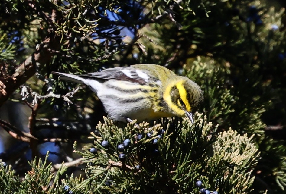 Townsend's Warbler - ML646711014
