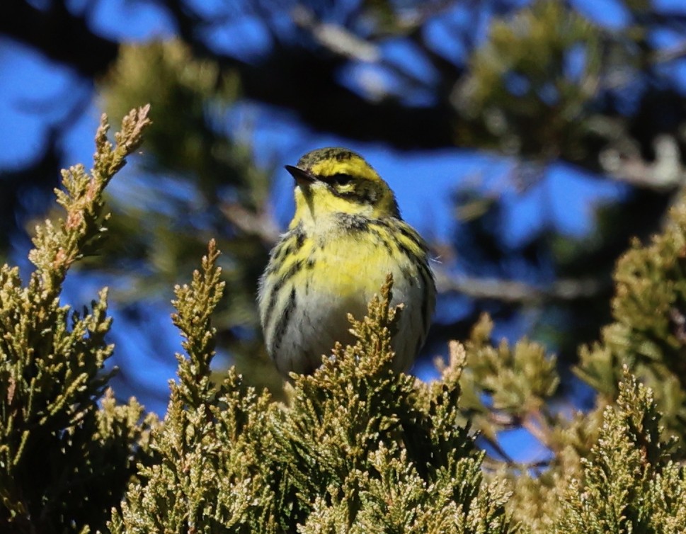 Townsend's Warbler - ML646711015