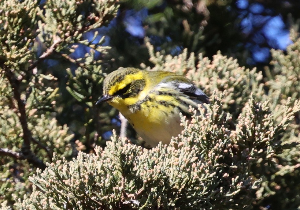 Townsend's Warbler - ML646711016