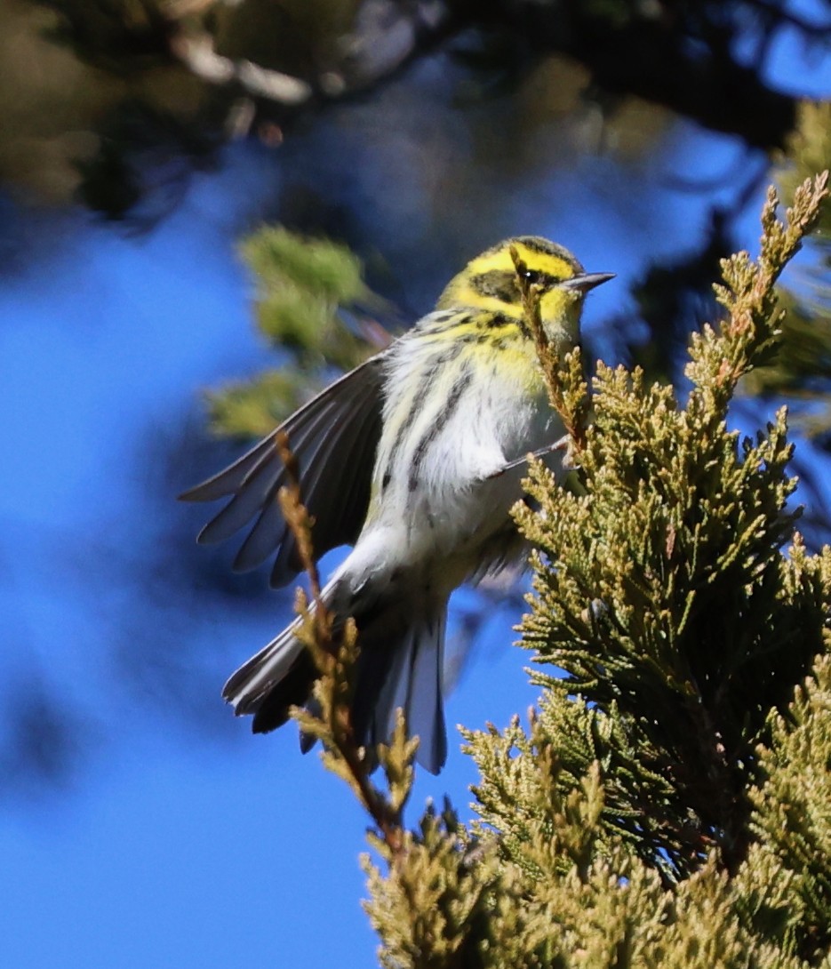 Townsend's Warbler - ML646711017