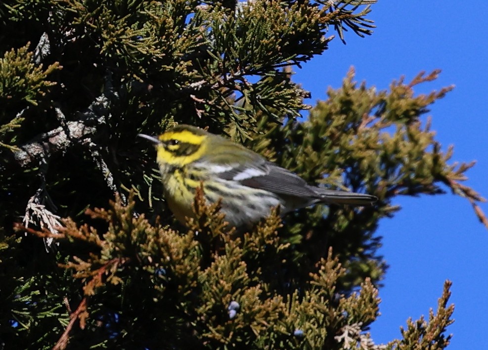 Townsend's Warbler - ML646711018