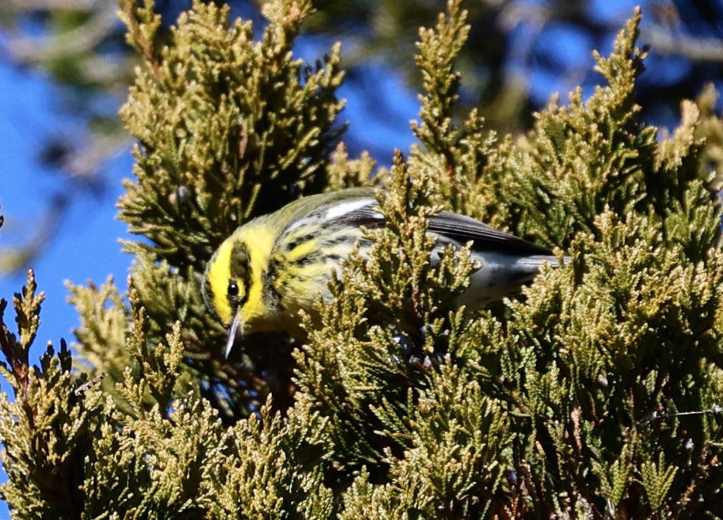 Townsend's Warbler - ML646711019