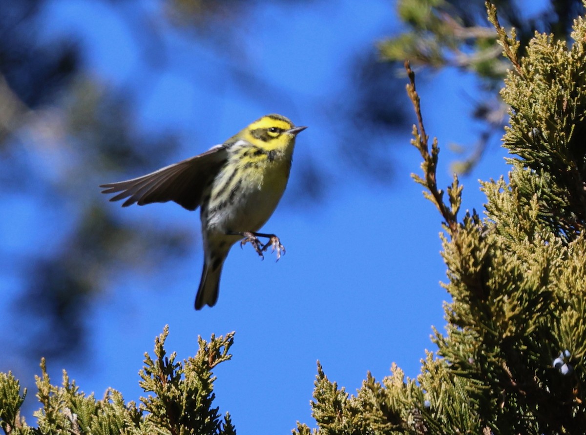 Townsend's Warbler - ML646711020